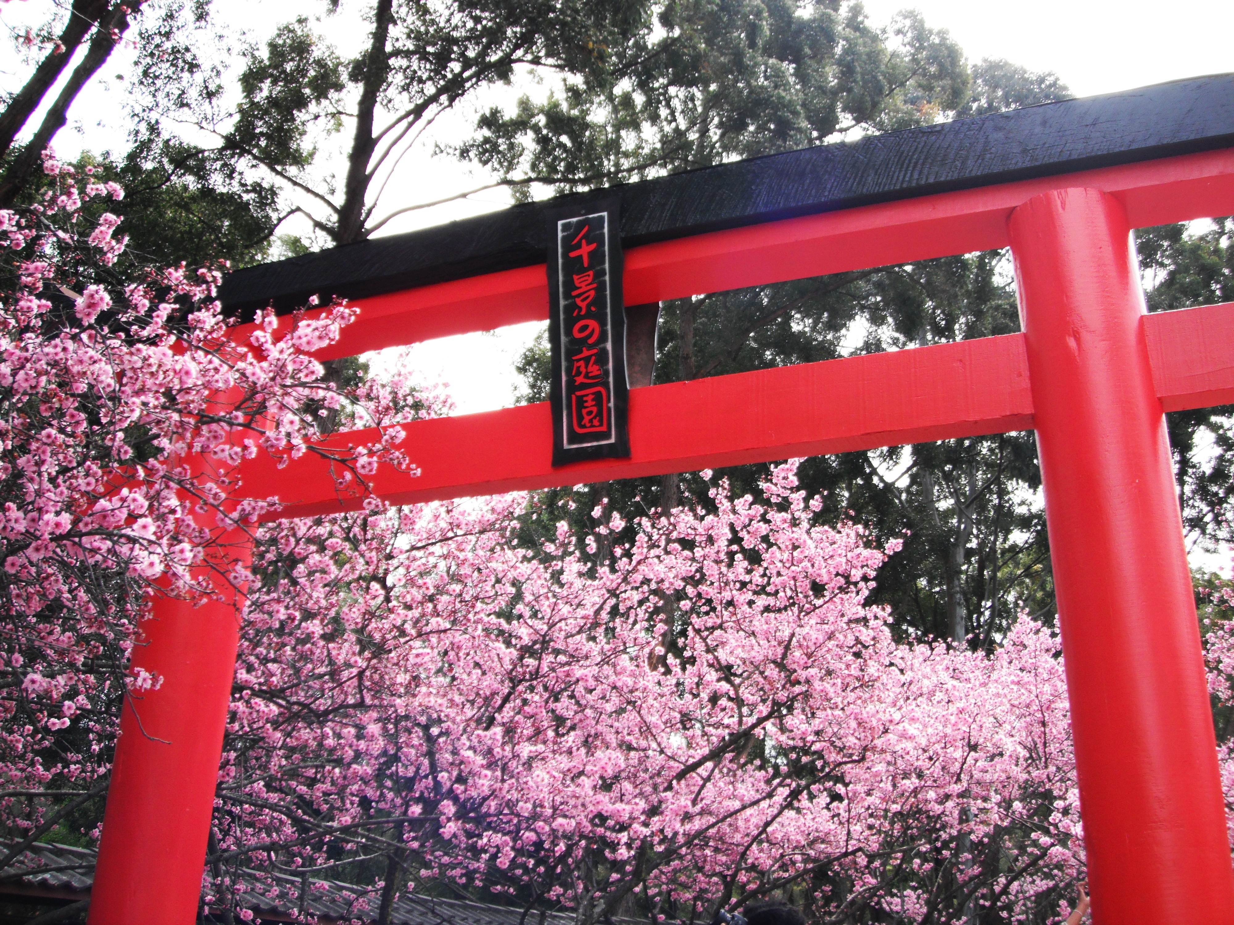 sydney cherry blossom festival gate